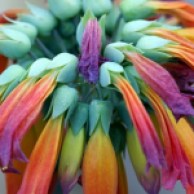 rainbow succulent flowers sm